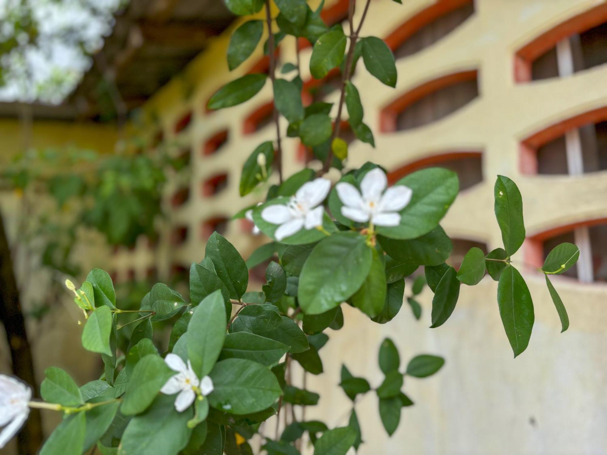 Les Fleurs House Bed & Breakfast Khao Lak Luaran gambar