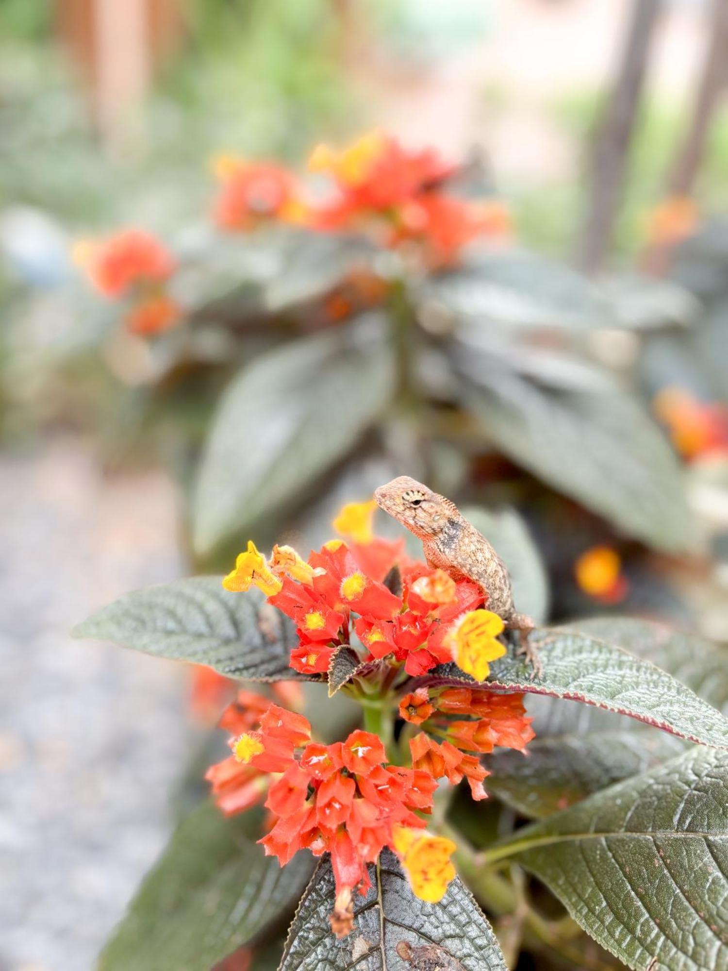 Les Fleurs House Bed & Breakfast Khao Lak Luaran gambar